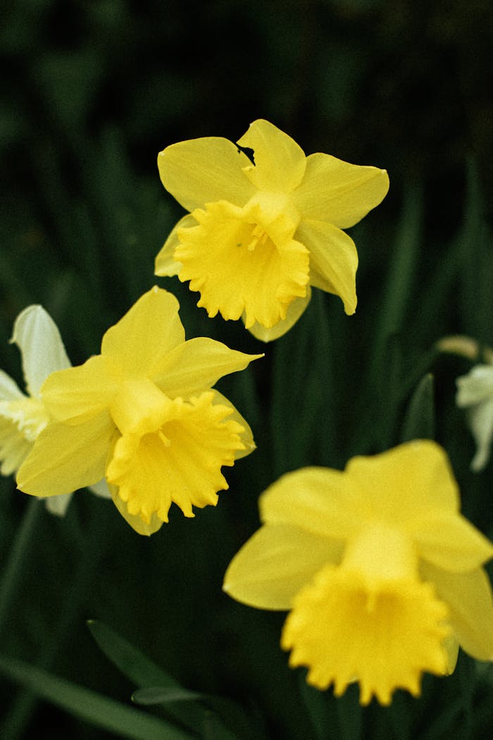 hero-gallery-03 Close-up view of vibrant yellow daffodils in full bloom, showcasing nature's spring beauty.